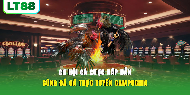 Cơ hội cá cược hấp dẫn cùng đá gà trực tuyến Campuchia